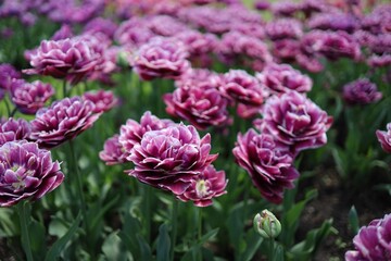 Beautiful flowers purple tulips. Natural background Spring flowering purple tulips
