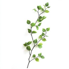 Delicate branch with vibrant green leaves gracefully isolated on white background