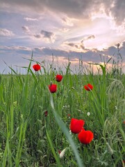 field of poppies