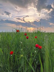 field of poppies