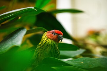 Closeup on a colourful Goldie's lorikeet in the tropical garden