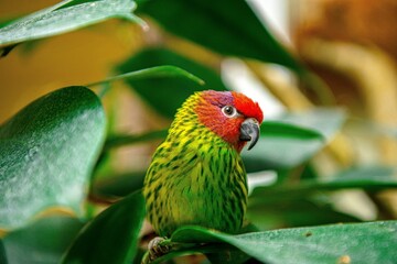 Closeup on a colourful Goldie's lorikeet in the tropical garden
