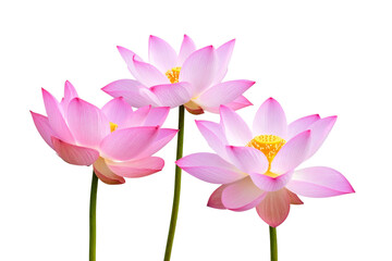 Obraz premium Three pink lotus flowers on long stems, isolated on a transparent background