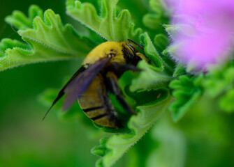 Close-up of a black carpenter bee collecting nectar from a vibrant flower in a Cyprus garden. Natural pollination in a Mediterranean environment.