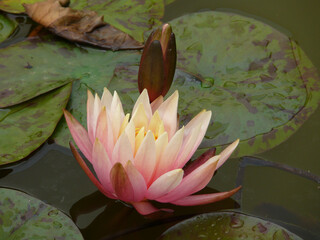Natura