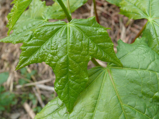 Natura