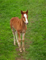  Little foal in the spring meadow