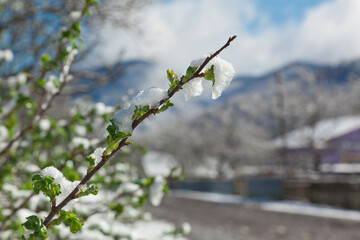  Surprise snow in May