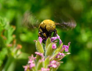 A large carpenter bee lands on a flower in a sunny Mediterranean garden in Cyprus. Detailed view of wild insect pollination.