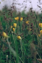yellow flowers in the grass