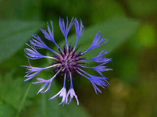 Draufsicht einer blauen blühenden Kornblume 
