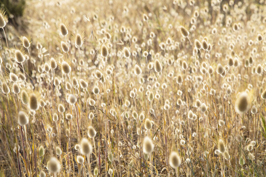 Grass seed heads backlit by sun