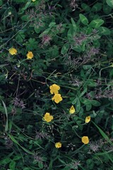 yellow flowers in the grass