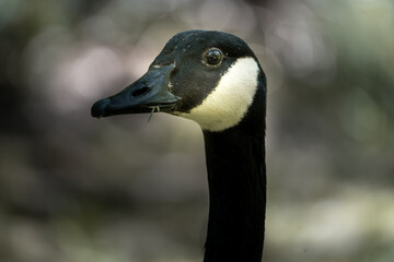 canada goose portrait  (Branta canadensis)