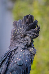 Black cockatoo