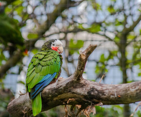blue and yellow macaw