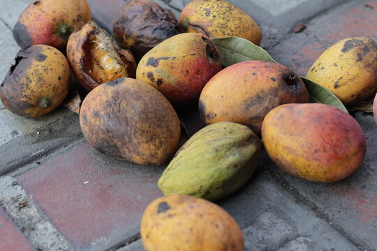Una toma de cerca de varios mangos en el piso de concreto da&ntilde;ado