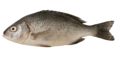 Dead Fish with a streamlined body and silver scales. transparent background.