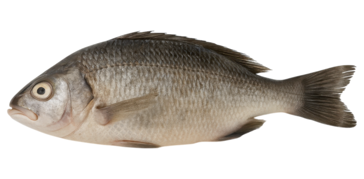 Dead Fish with a streamlined body and silver scales. transparent background.