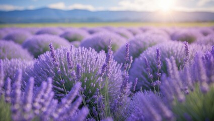 Fototapeta premium Lavender field in violet hues