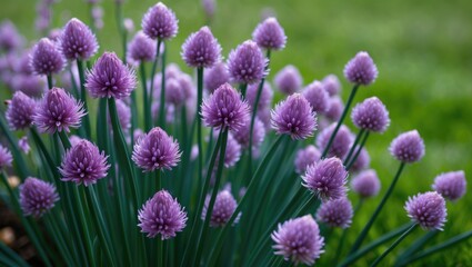 Fototapeta premium Onion plant with chives and flowering onions