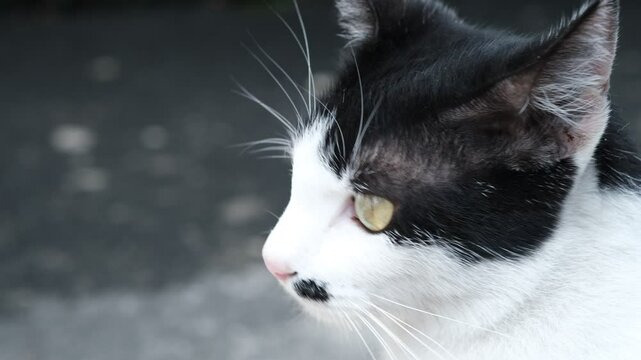 Close up of Black and White Cat Looking Out the surroundings.