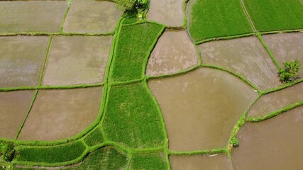 Drone shows rice fields in Bali, Indonesia. These are flooded parcels of land used for growing rice, Bali Indonesia