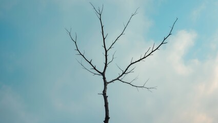 Obraz premium Branches of fig trees devoid of leaves