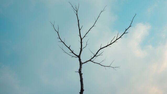 Branches of fig trees devoid of leaves