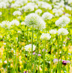Allium (Mount Everest) in sunny spring day