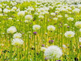 Allium (Mount Everest) in sunny spring day