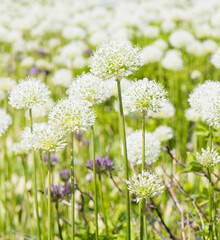 Allium (Mount Everest) in sunny spring day