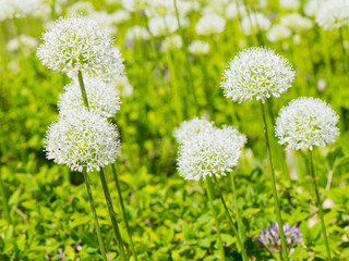 Allium (Mount Everest) in sunny spring day