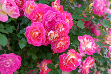 美しく咲き誇るピンクのつるバラ（山手イタリア山庭園）
Beautifully blooming pink vine roses, in Yamate Italian Garden.