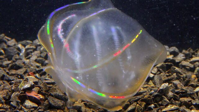  Combine jelly digesting caught comb jelly Mnemiopsis, comb plates glistening in the light