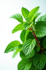 Fototapeta premium Lush red-stemmed mint bunch, vibrant green leaves, low-angle white background , healthy, organic