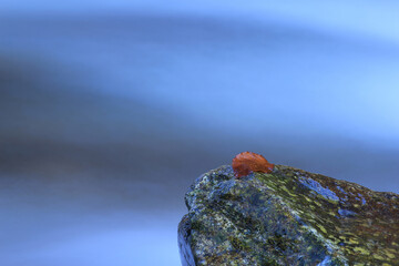 Stones in the river with colorful leaves