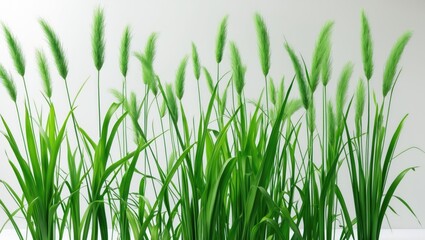 Obraz premium patch of green grass