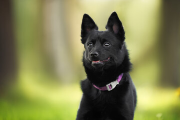 happy schipperke dog portrait outdoors in summer