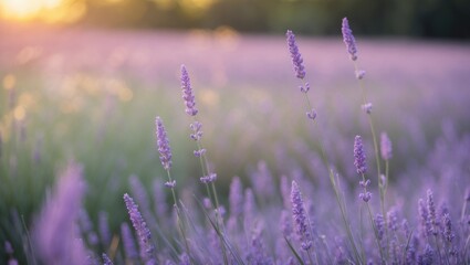 Lavender Flower Field Background with Beautiful Purple Wildflowers on a Sunny Day