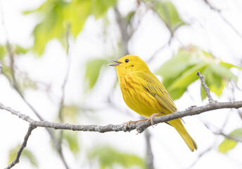 A Yellow warbler perched on branch singing out in spring in Ottawa, Canada