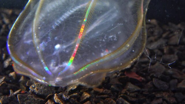  Combine jelly digesting caught comb jelly Mnemiopsis, comb plates glistening in the light