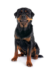 rottweiler in studio