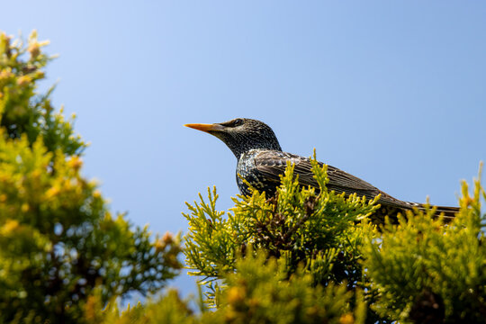Vogel Star im Prachtkleid auf Ast im Busch sitzend - Sturnus vulgaris