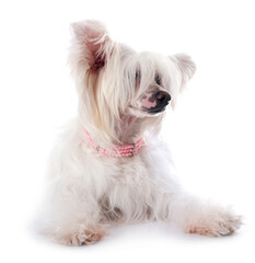 Chinese Crested Dog Powderpuff