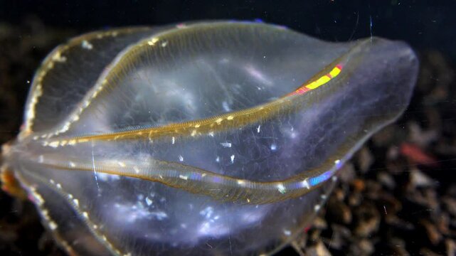  Combine jelly digesting caught comb jelly Mnemiopsis, comb plates glistening in the light