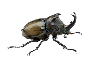 輝く甲虫 精緻なディテール 黒背景で際立つ