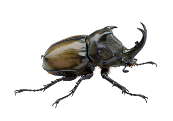 輝く甲虫 精緻なディテール 黒背景で際立つ