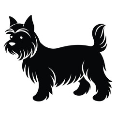 Yorkshire Terrier Isolated Side View