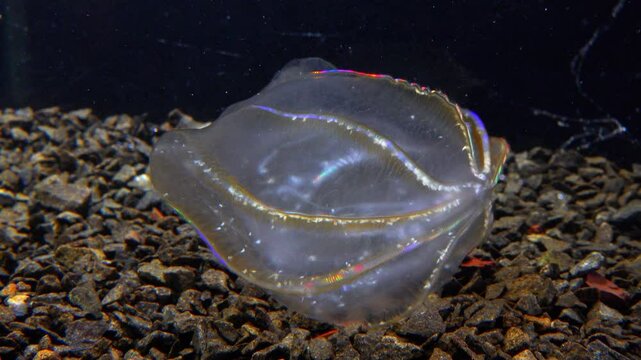 Black Sea, Jellyfish Beroe ovata - devouring Mnemiopsis leidy. Combine jelly digesting caught comb jelly Mnemiopsis, comb plates glistening in the light
